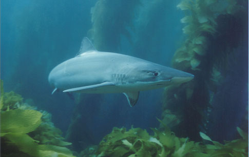 Soupfin Shark Encounter - San Clemente Island